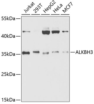 ALKBH3 Antibody