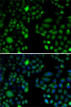 EPC1 Antibody