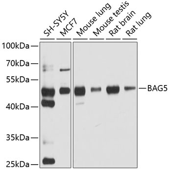 BAG5 Antibody