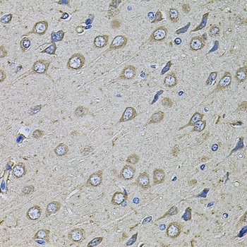 COL1A2 Antibody