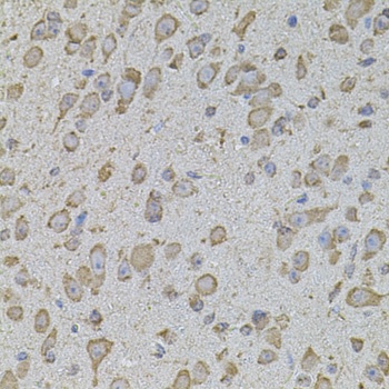 COL1A2 Antibody
