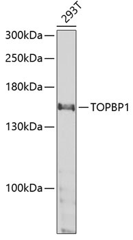 TOPBP1 Antibody