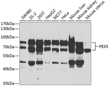 PEX5 Antibody