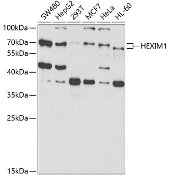 HEXIM1 Antibody