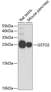 GSTO2 Antibody