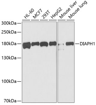 DIAPH1 Antibody