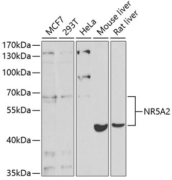 NR5A2 Antibody
