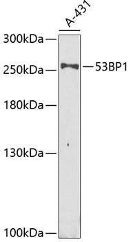 TP53BP1 Antibody
