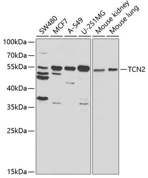 TCN2 Antibody