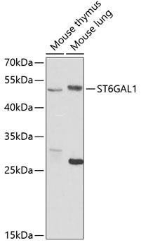 ST6GAL1 Antibody