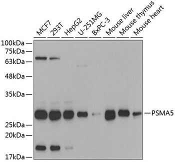 PSMA5 Antibody