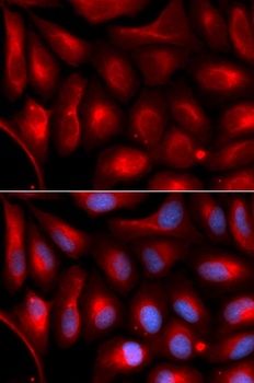 PSMA5 Antibody