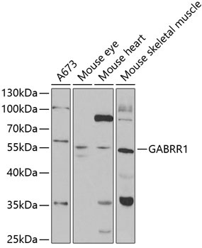 GABRR1 Antibody