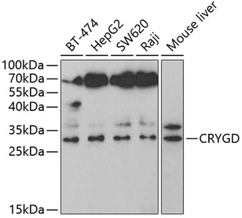 CRYGD Antibody