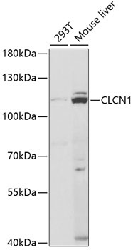 CLCN1 Antibody