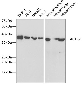 ACTR2 Antibody