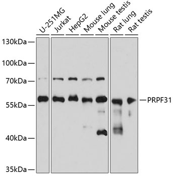 PRPF31 Antibody