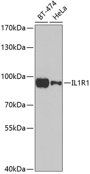 IL1R1 Antibody