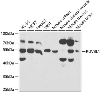 RUVBL1 Antibody