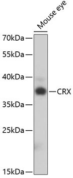 CRX Antibody