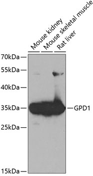 GPD1 Antibody