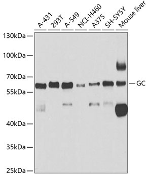 GC Antibody