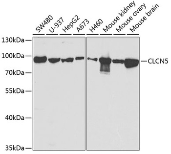 CLCN5 Antibody