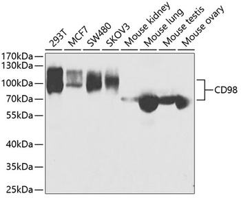 SLC3A2 Antibody