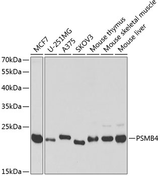 PSMB4 Antibody