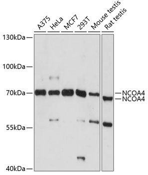 NCOA4 Antibody