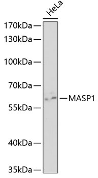 MASP1 Antibody