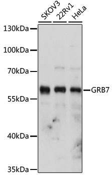GRB7 Antibody