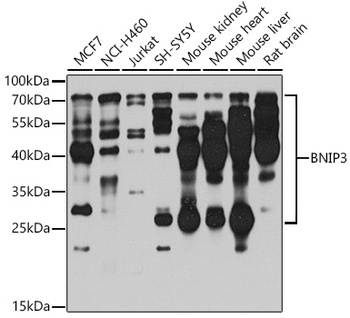 BNIP3 Antibody