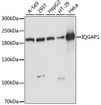 IQGAP1 Antibody