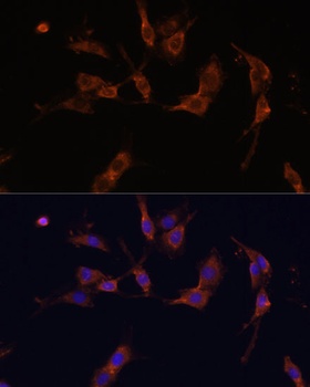 IQGAP1 Antibody