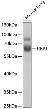 RBPJ Antibody