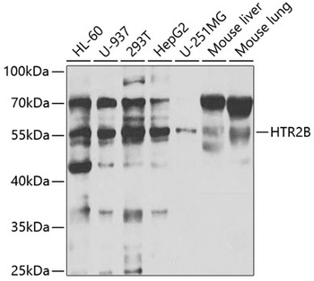 HTR2B Antibody