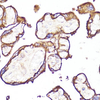 MME Antibody