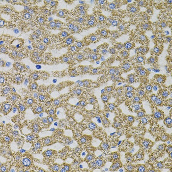 EPO Antibody