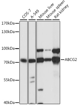 ABCG2 Antibody
