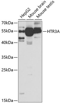 HTR3A Antibody