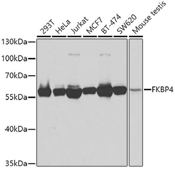 FKBP4 Antibody