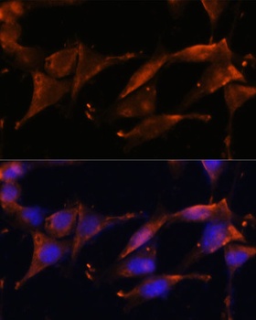 FGG Antibody