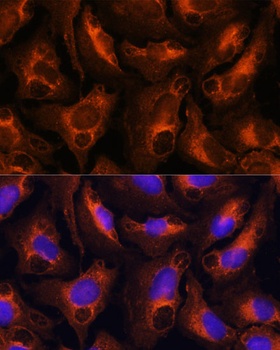 FGG Antibody