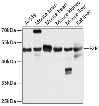 F2R Antibody
