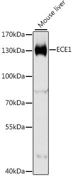 ECE1 Antibody