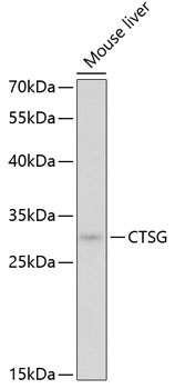 CTSG Antibody