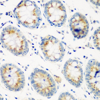 CTSG Antibody