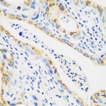 CTSG Antibody