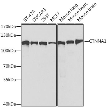 CTNNA1 Antibody